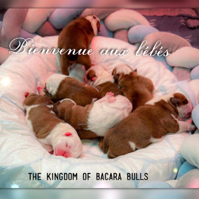 The Kingdom Of Bacara Bull’s - Bulldog Anglais - Portée née le 26/08/2022
