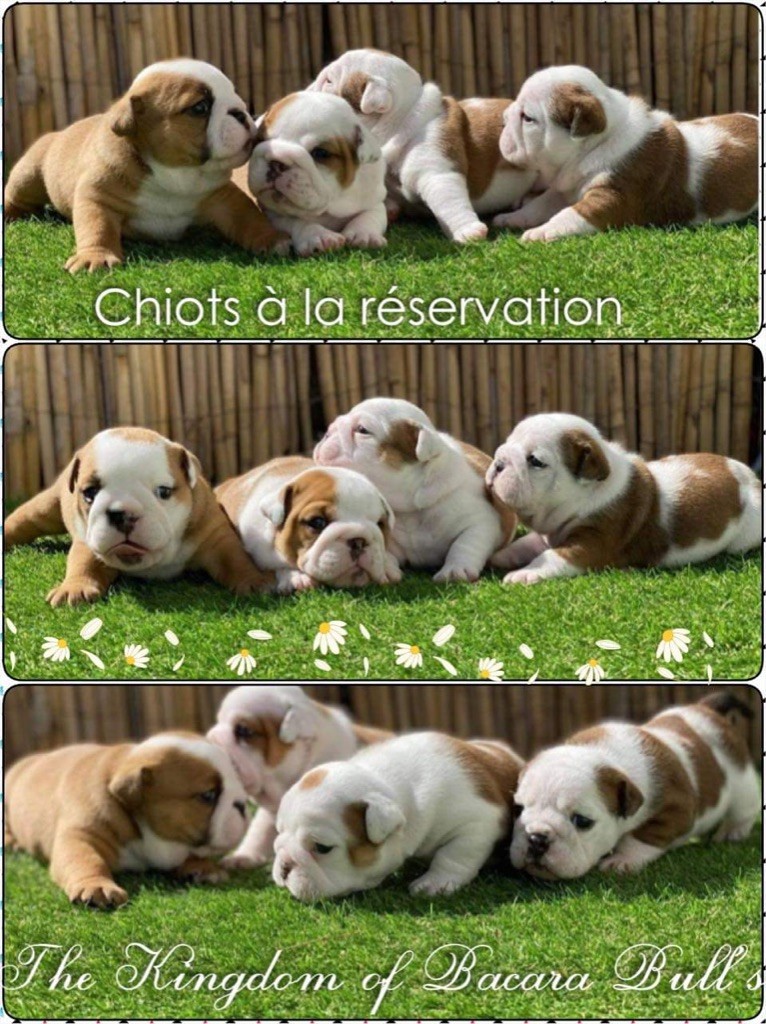 Chiots disponibles à la réservation 