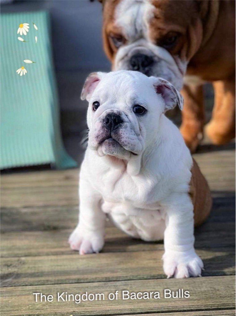 The Kingdom Of Bacara Bull’s - Chiots disponibles - Bulldog Anglais